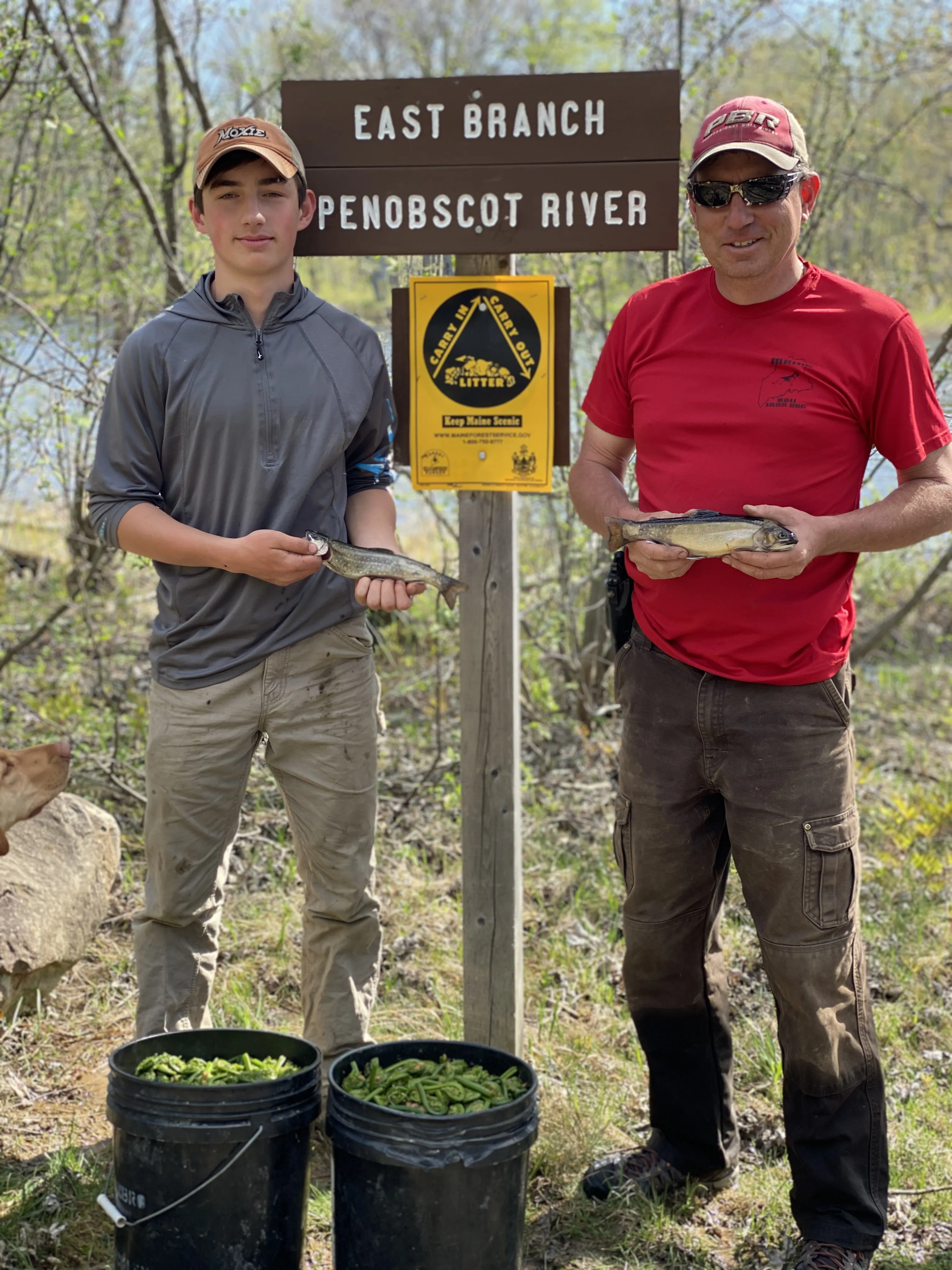 Fiddleheads and brook trout